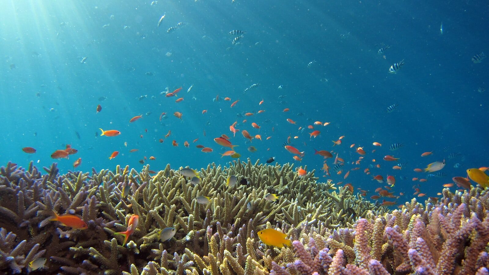 Explore Cairns: Can You Swim in Cairns' Crystal Waters?