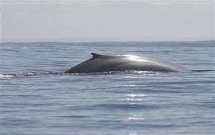 Whale Found Off Timor-Leste’s Coast