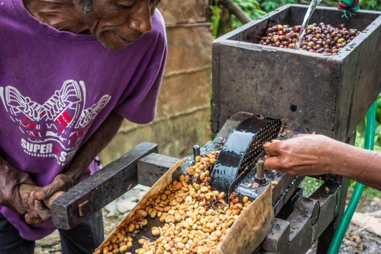 One of The Best Coffee in the World: Timor Leste Coffee - Visit East Timor