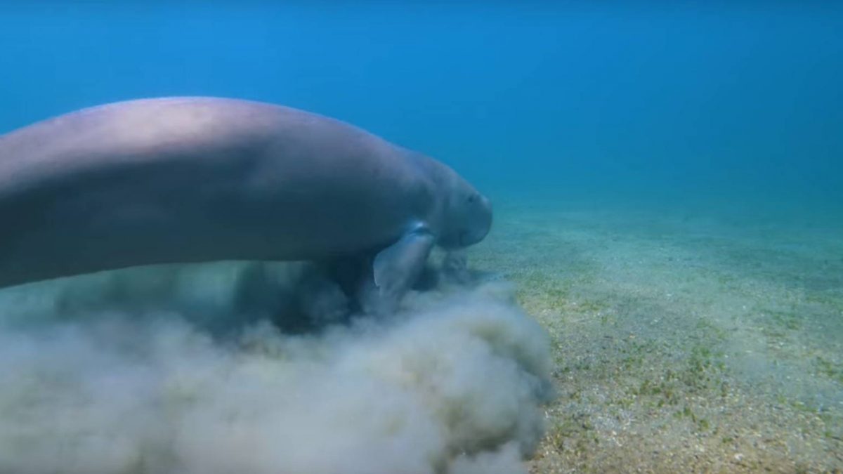 Dili and the Dugong: Search for the Siren Sea Cow (video)