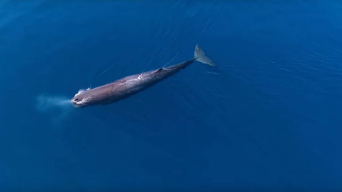 Sperm Whale: Largest Predator on the Planet